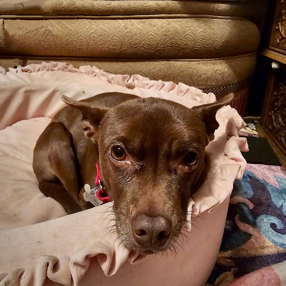 Nixie (WA), Adoptable, Adult Female Rat Terrier.