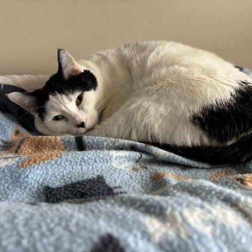 Bessie, Adoptable, Adult Female Domestic Short Hair.