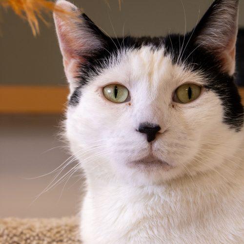 Enlarge Bessie, a Adoptable Domestic Short Hair in Kenosha, WI image 2/5