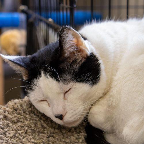 Enlarge Bessie, a Adoptable Domestic Short Hair in Kenosha, WI image 3/5