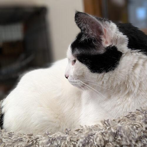 Bessie, Adoptable, Adult Female Domestic Short Hair.