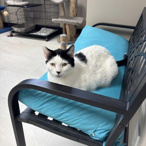 Enlarge Bessie, a Adoptable Domestic Short Hair in Kenosha, WI image 5/5