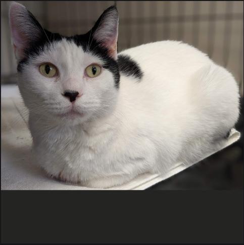Bessie, a Adoptable Domestic Short Hair in Kenosha, WI image 1/3