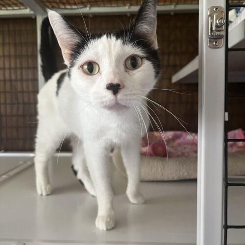 Bessie, a Adoptable Domestic Short Hair in Kenosha, WI image 3/3