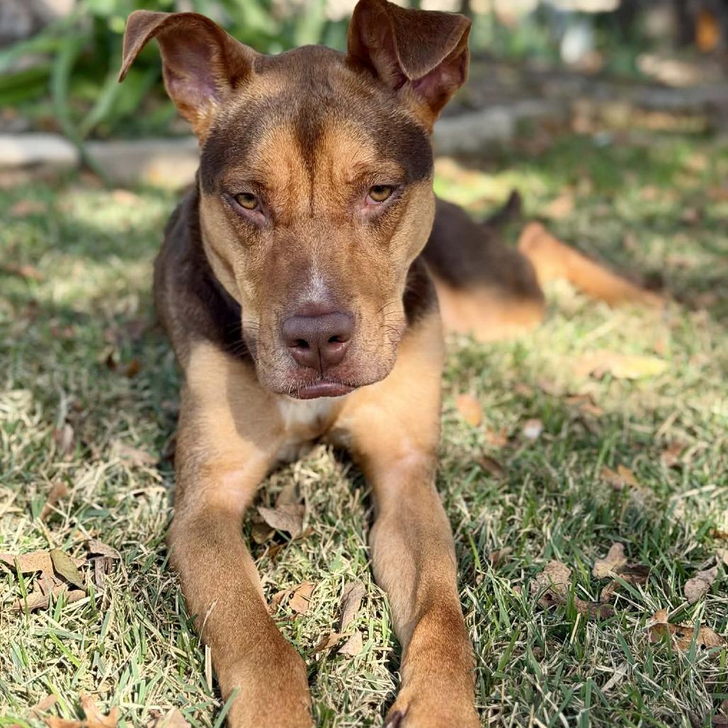 Riley, Adoptable, Adult Female Mixed Breed & Shepherd.