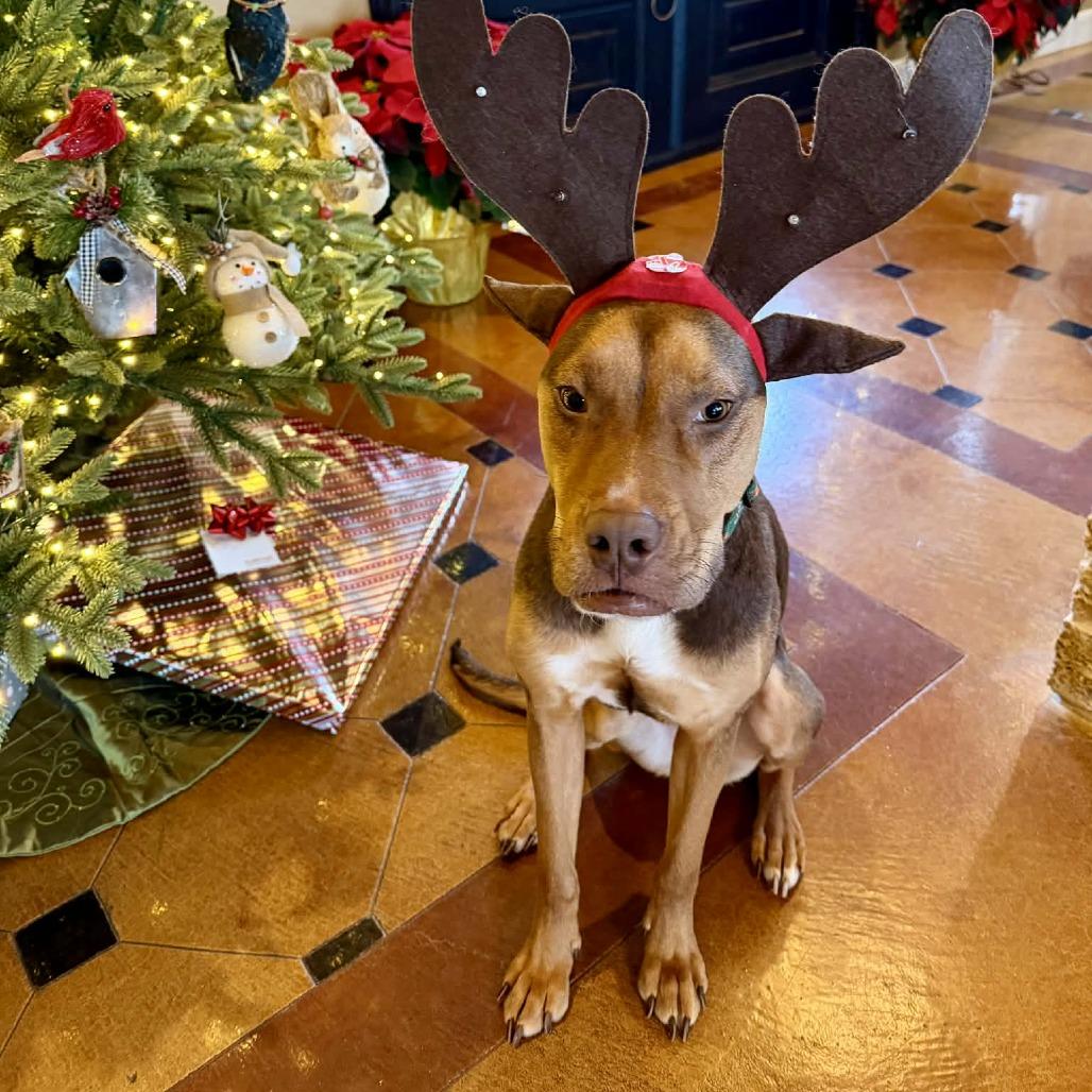 Enlarge Riley, a Adoptable mixed breed in Fredericksburg, TX image 2/6