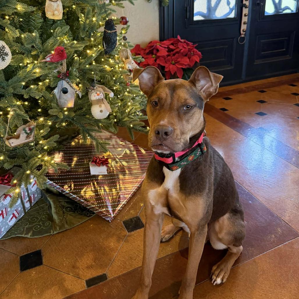 Enlarge Riley, a Adoptable mixed breed in Fredericksburg, TX image 3/6