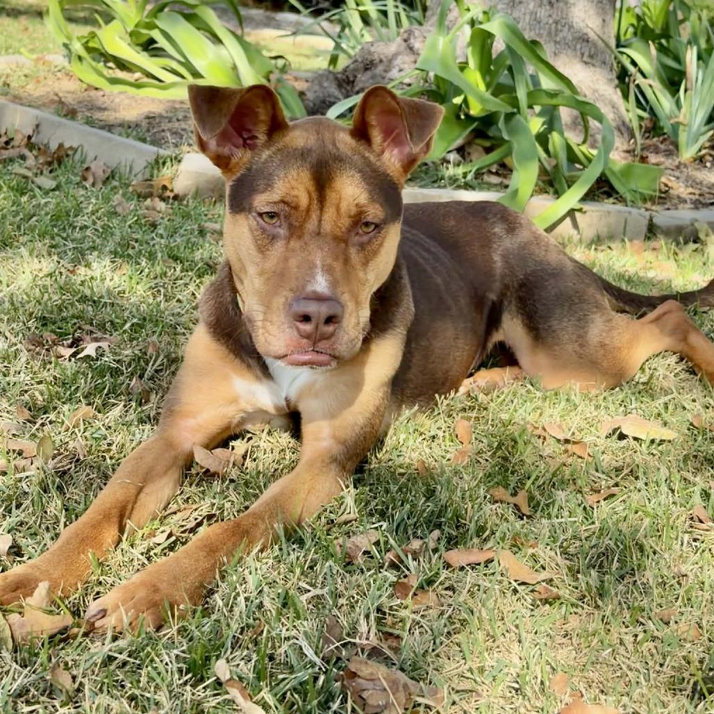 Enlarge Riley, a Adoptable mixed breed in Fredericksburg, TX image 4/6