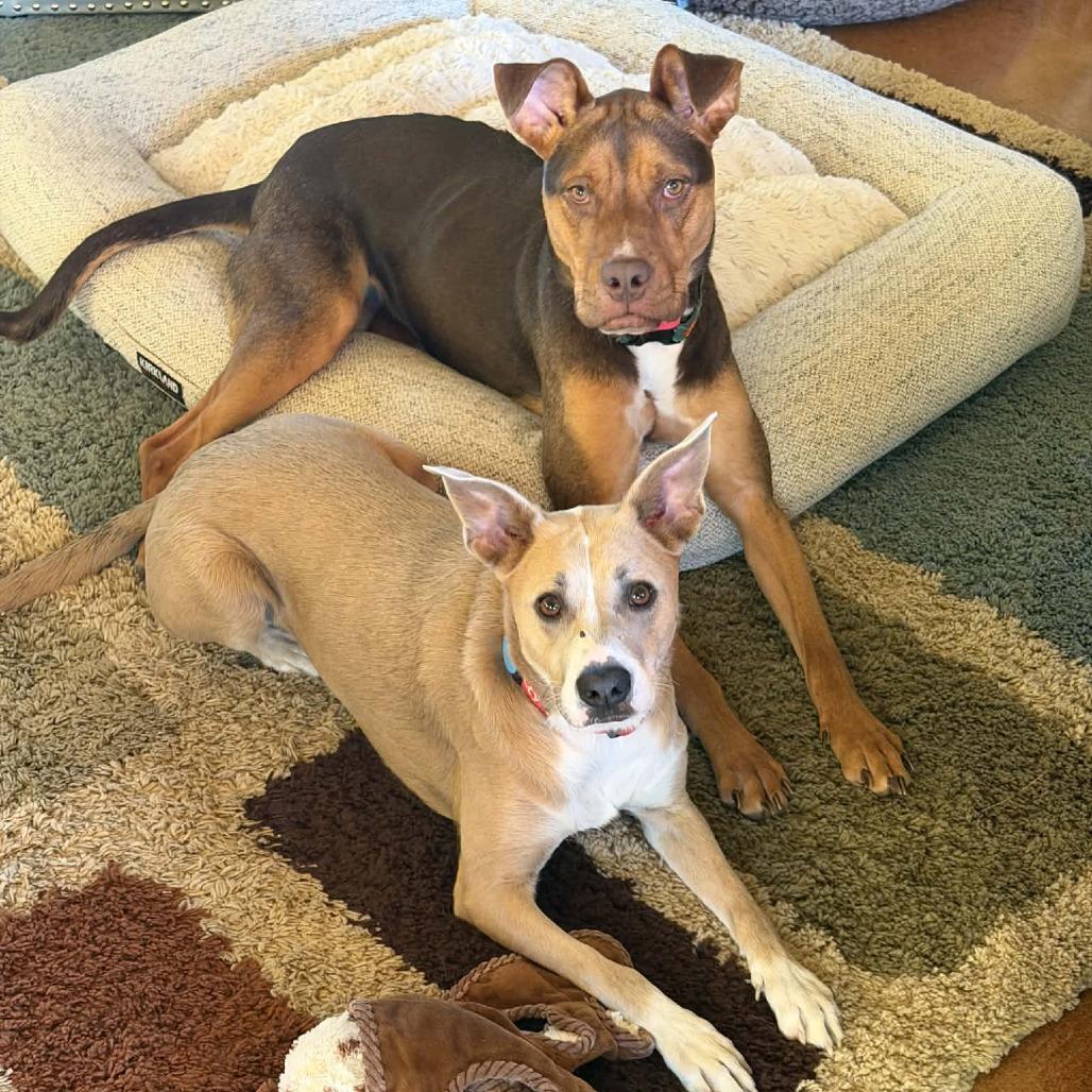 Enlarge Riley, a Adoptable mixed breed in Fredericksburg, TX image 5/6