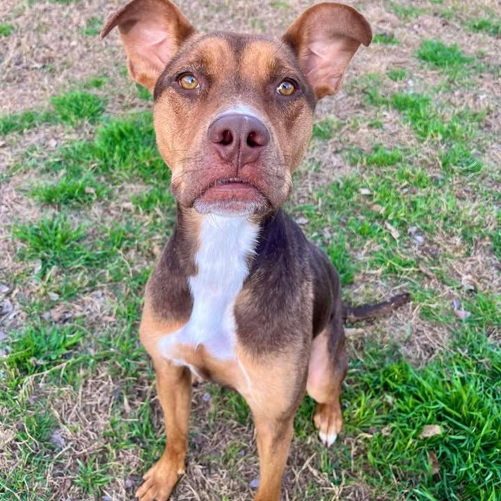 Enlarge Riley, a Adoptable mixed breed in Fredericksburg, TX image 6/6