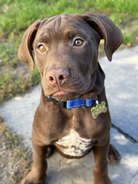Enlarge Manny, a Adoptable mixed breed in Albany, NY image 4/6