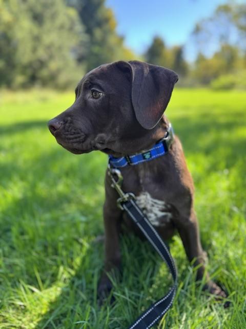 Enlarge Manny, a Adoptable mixed breed in Albany, NY image 5/6