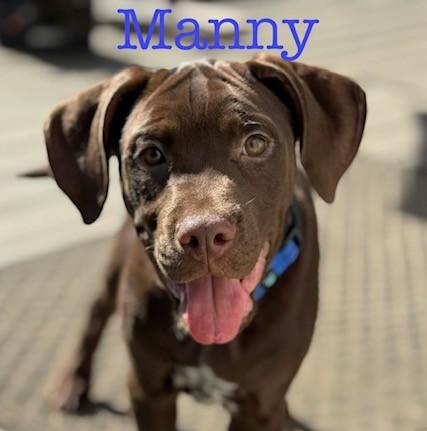 Manny, Adoptable, Puppy Male Boxer & Labrador Retriever.