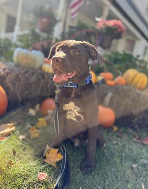 Enlarge Manny, a Adoptable mixed breed in Albany, NY image 2/6