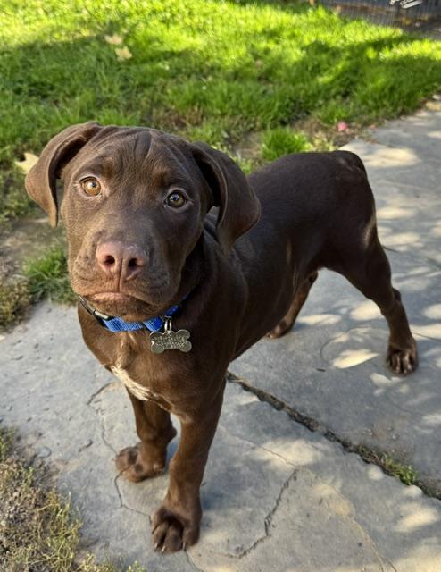 Enlarge Manny, a Adoptable mixed breed in Albany, NY image 3/6