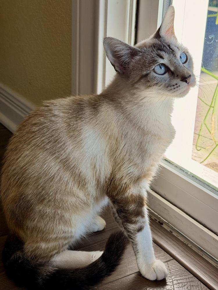 Miss Mocha thumbnail 2