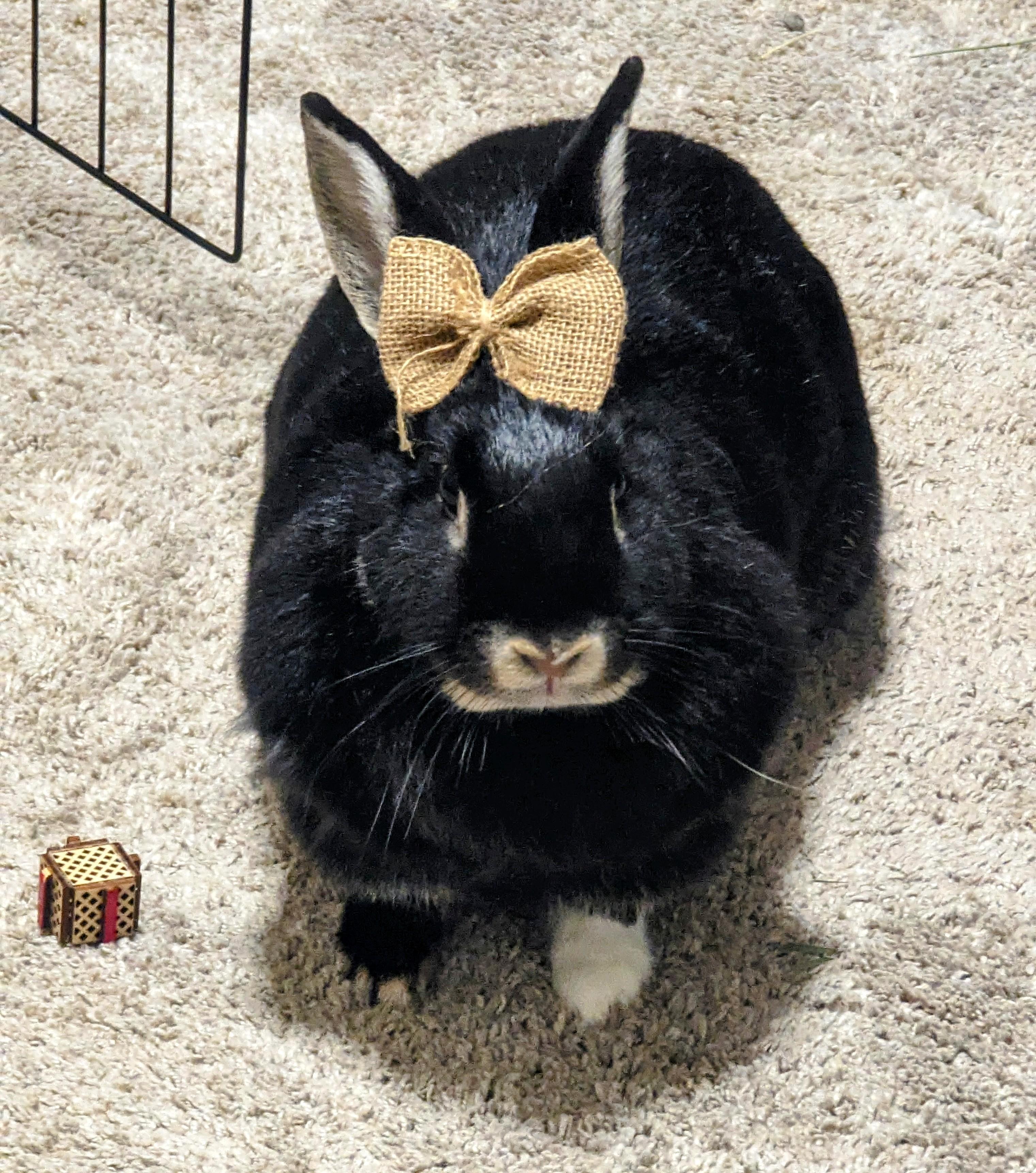 Liefy, Adoptable, Adult Female Dwarf.