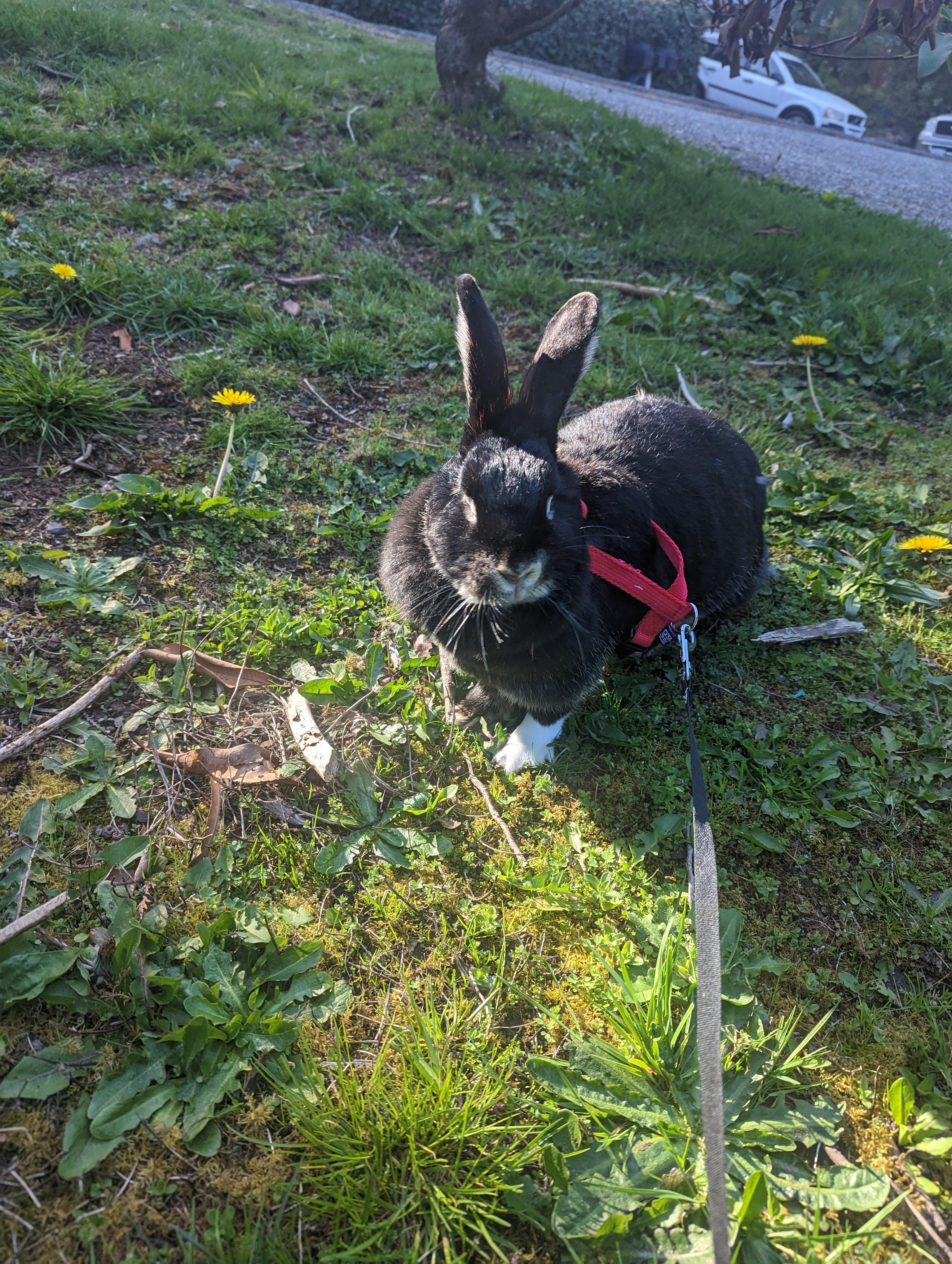 Enlarge Liefy, a Adoptable Dwarf in Gig Harbor, WA image 2/4