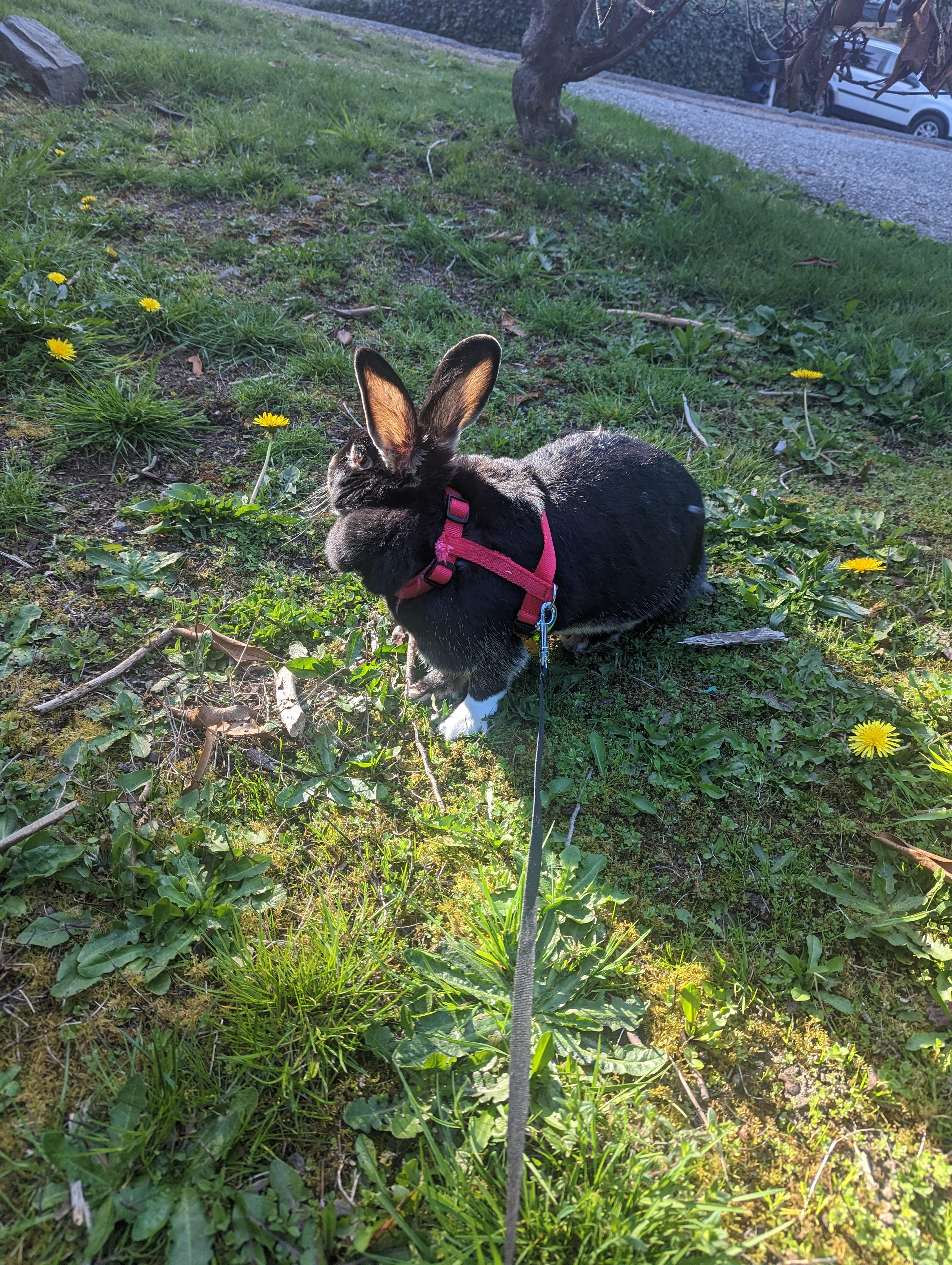 Enlarge Liefy, a Adoptable Dwarf in Gig Harbor, WA image 3/4