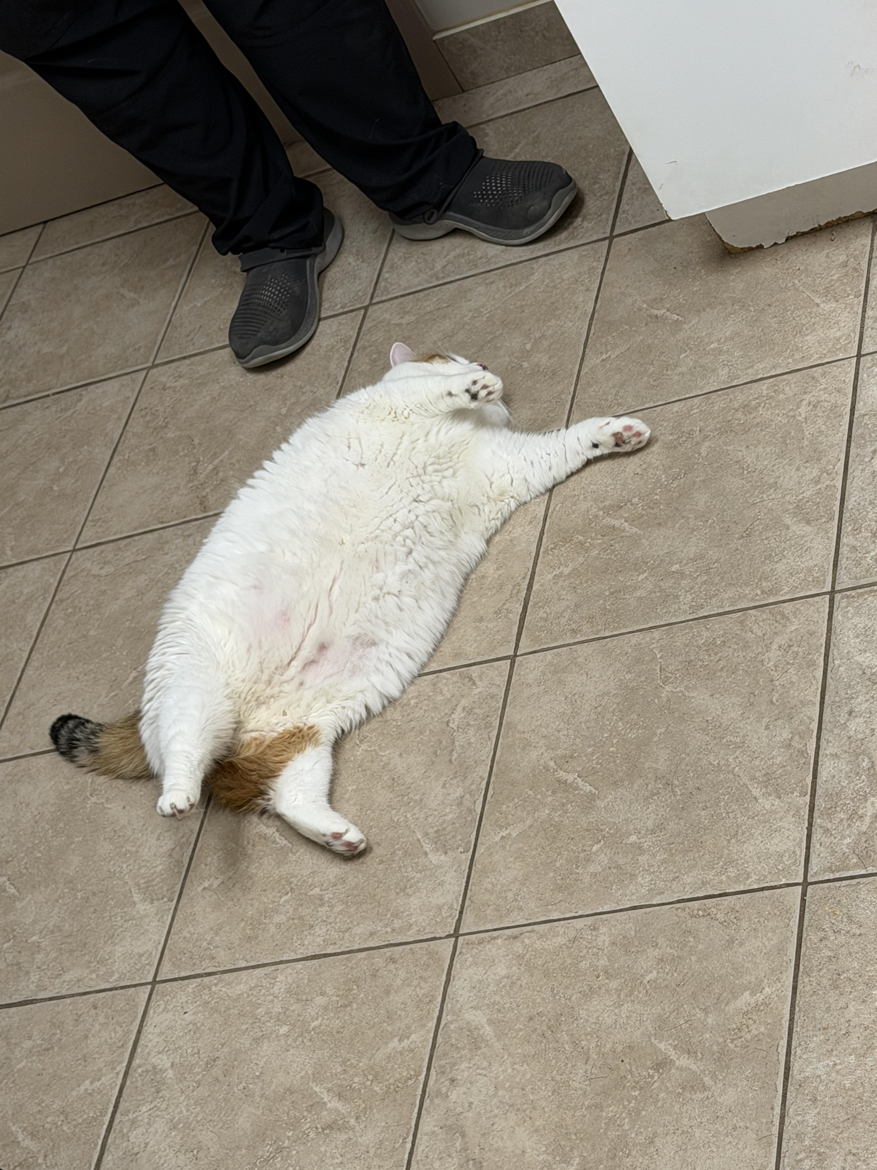 Peaches, a ADOPTABLE Domestic Short Hair in Ottawa, ON image 3/5