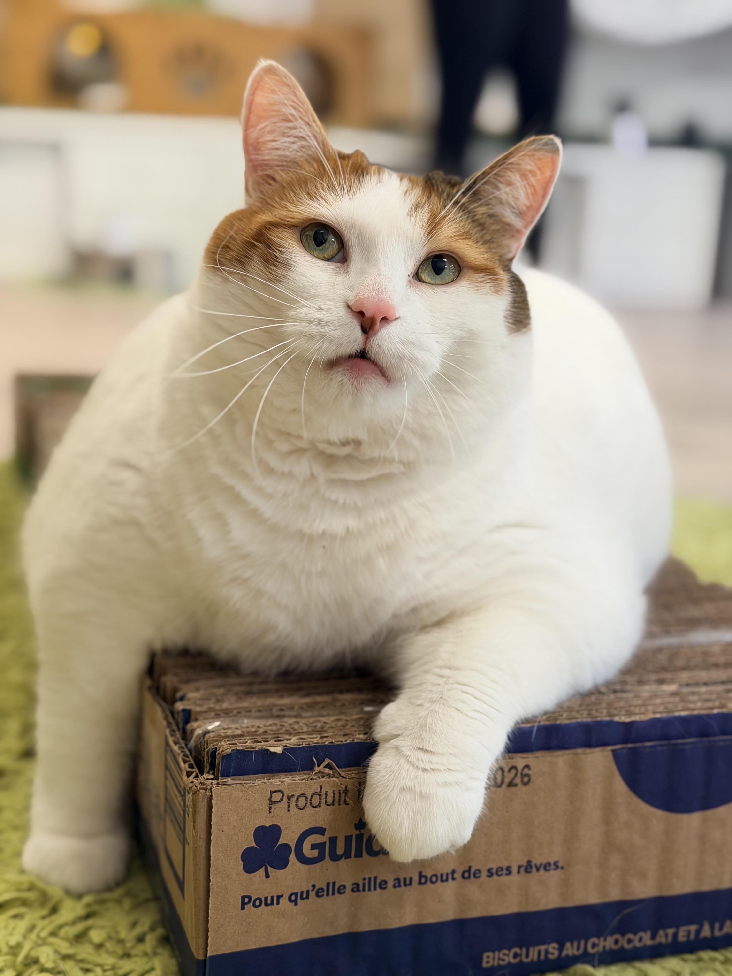 Peaches, ADOPTABLE, Young Female Domestic Short Hair.