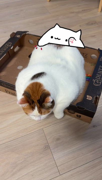 Enlarge Peaches, a ADOPTABLE Domestic Short Hair in Ottawa, ON video 2/5