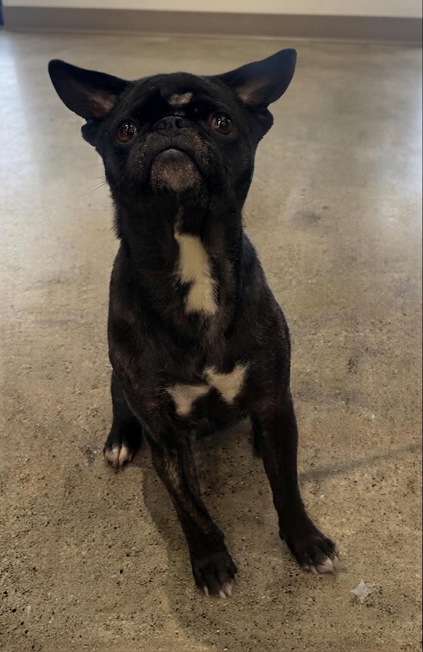 Bubba, a Adoptable mixed breed in Toledo, OH image 2/3