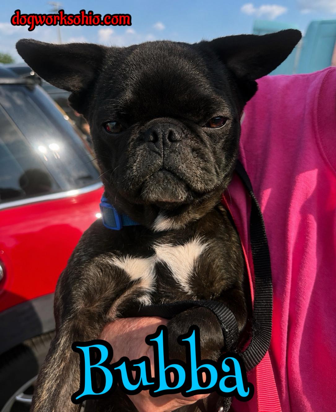 Bubba, Adoptable, Adult Male French Bulldog & Pug.