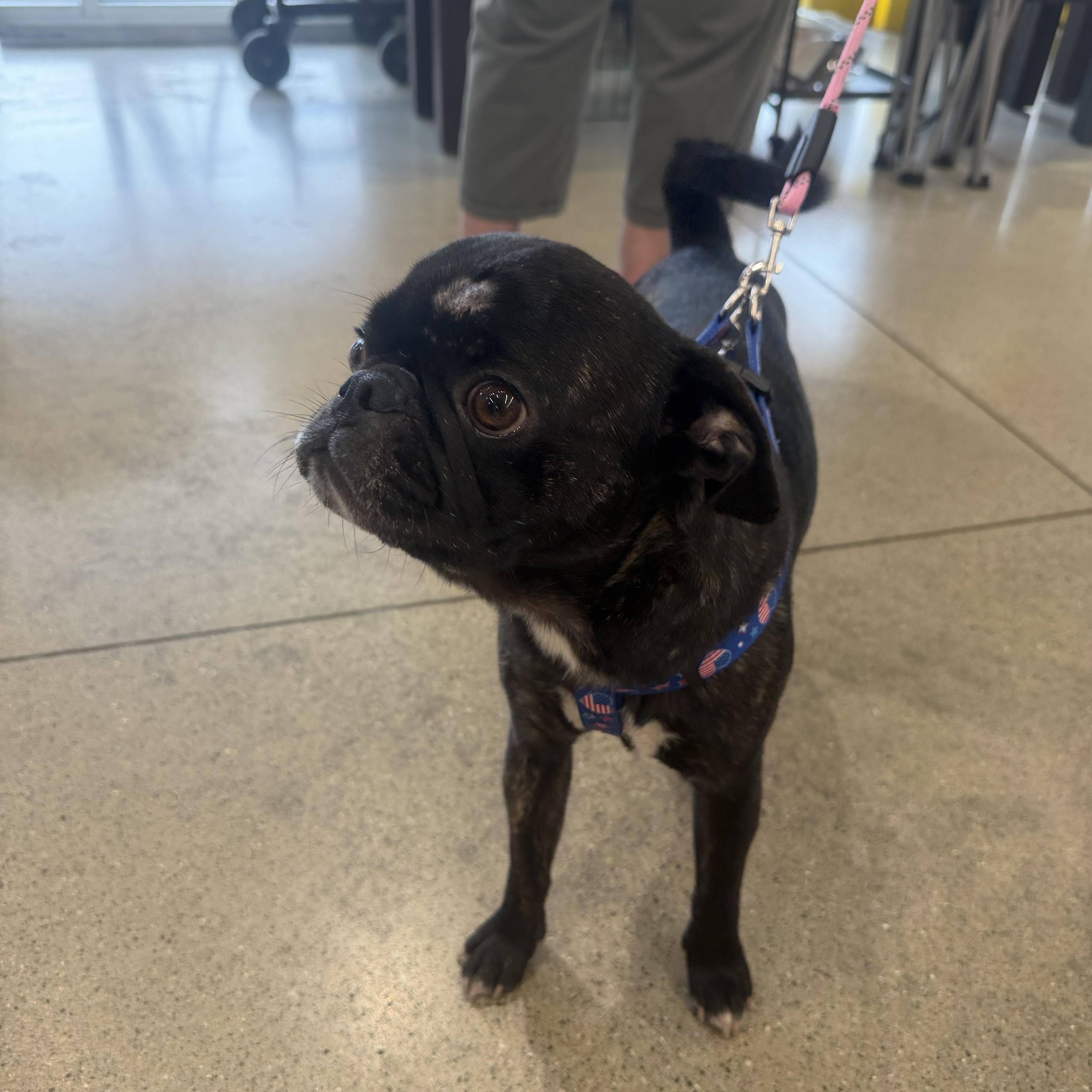 Bubba, a Adoptable mixed breed in Toledo, OH image 3/3