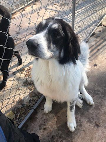 Sadie, Adoptable, Adult Female Great Pyrenees.