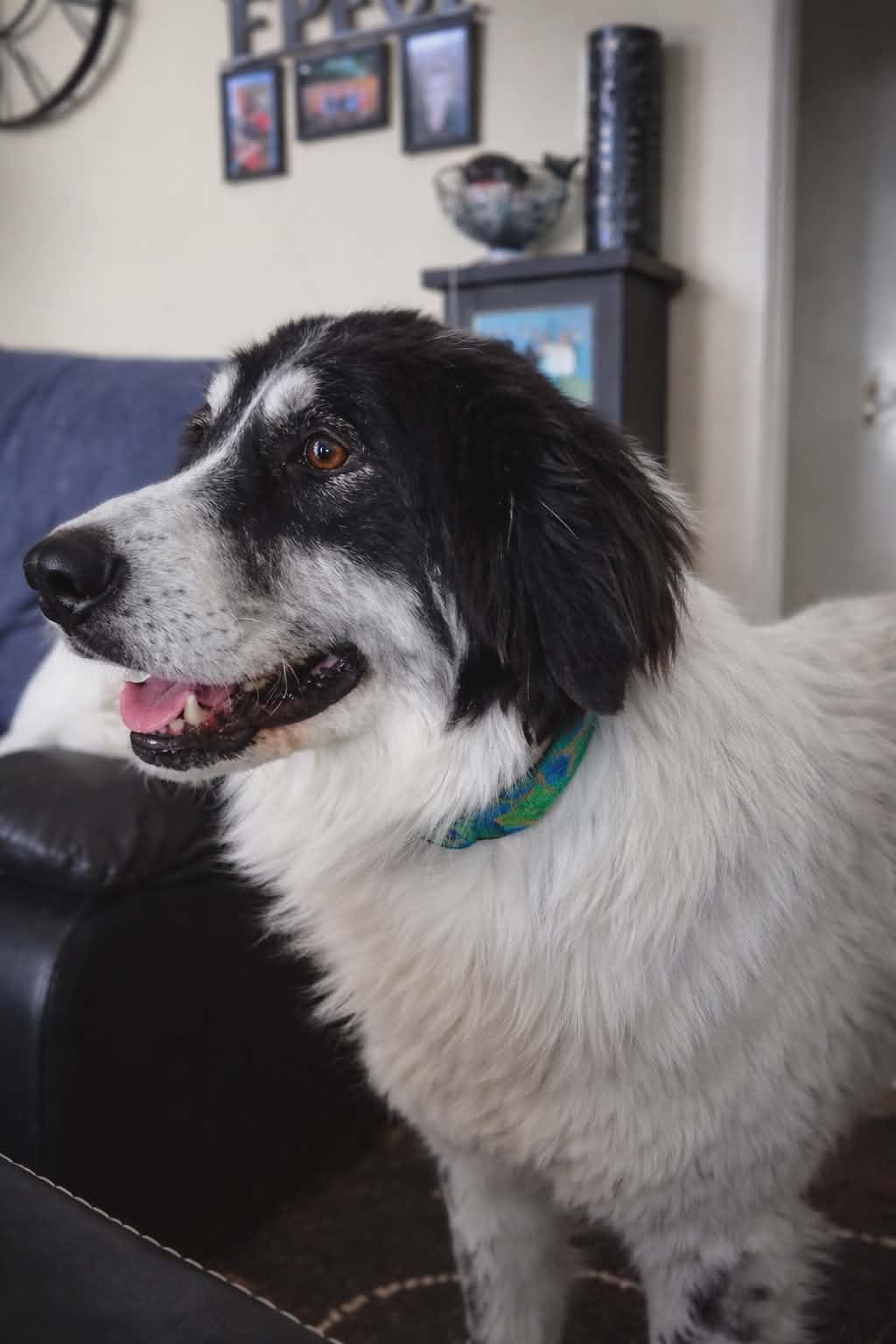 Enlarge Sadie, a Adoptable Great Pyrenees in Etobicoke, ON image 3/3