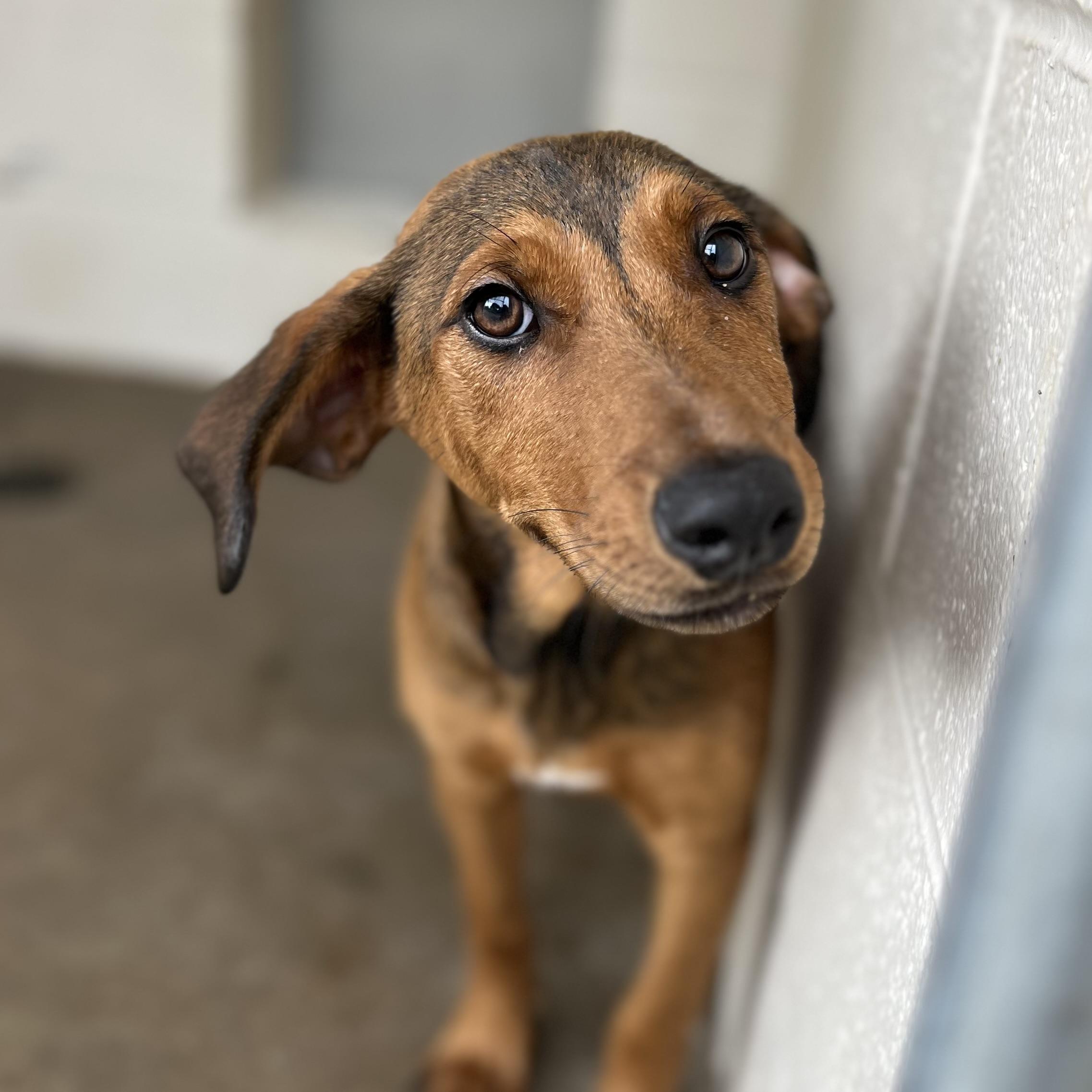 Penny, Adoptable, Young Female Mixed Breed.