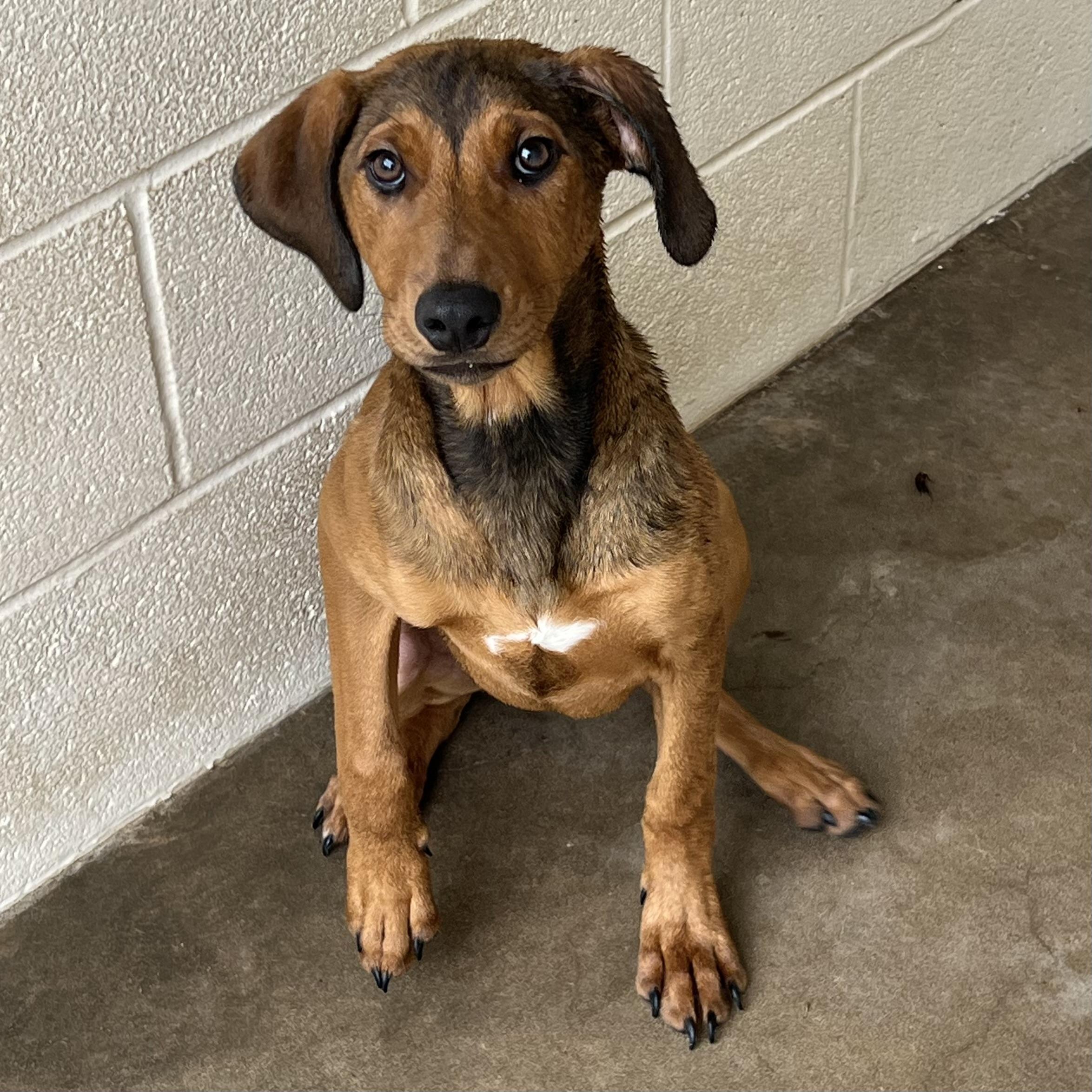 Penny, a Adoptable Mixed Breed in Sherman, TX image 2/2
