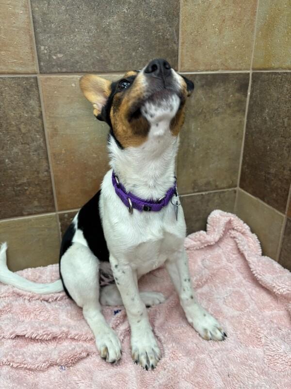 Deniza, a Adoptable mixed breed in Fort Collins, CO image 1/6