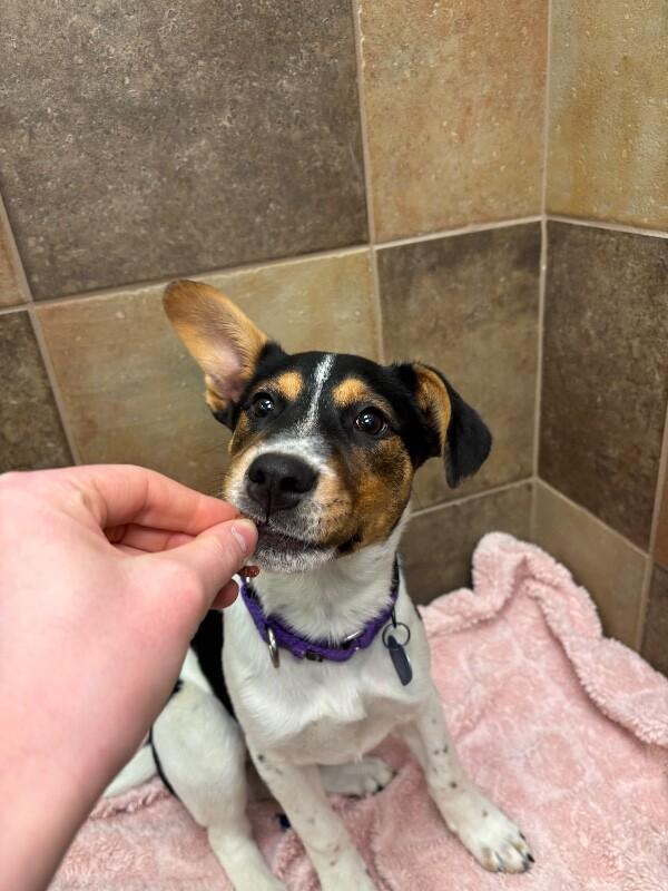 Deniza, a Adoptable mixed breed in Fort Collins, CO image 3/6