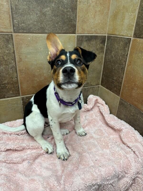 Deniza, a Adoptable mixed breed in Fort Collins, CO image 4/6