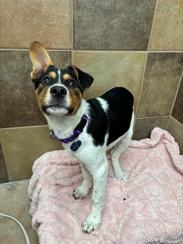 Deniza, a Adoptable mixed breed in Fort Collins, CO image 5/6