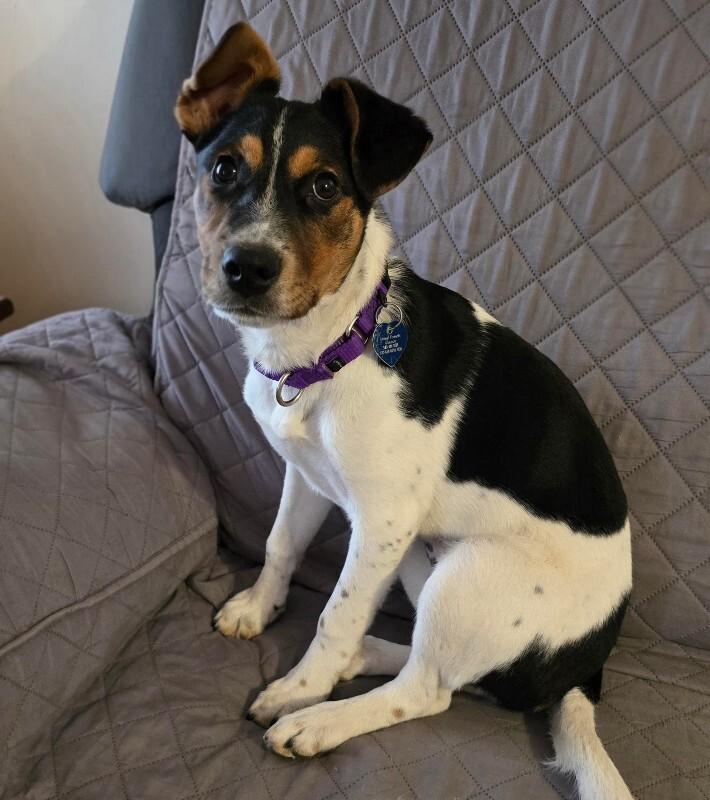 Enlarge Deniza, a Adoptable mixed breed in Fort Collins, CO image 1/6