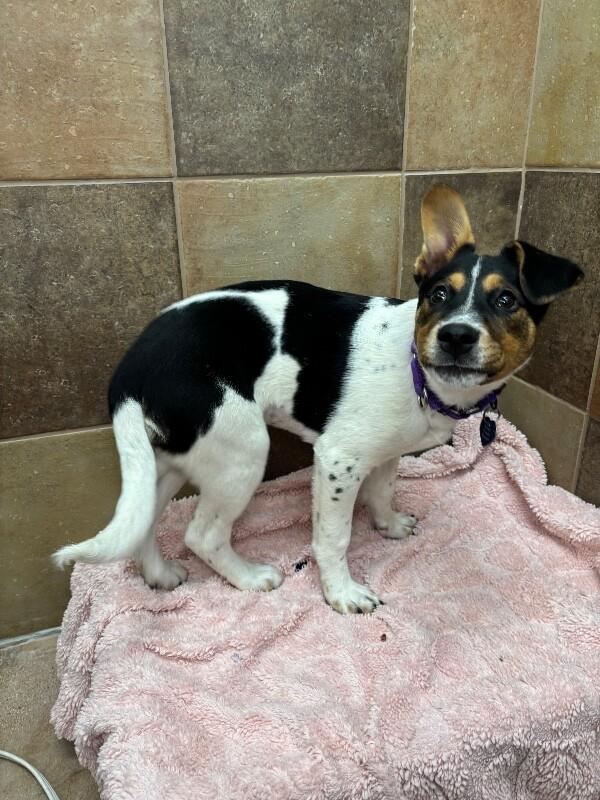 Deniza, a Adoptable mixed breed in Fort Collins, CO image 6/6