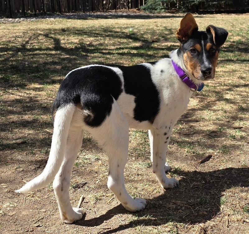Deniza, a Adoptable mixed breed in Fort Collins, CO image 2/6