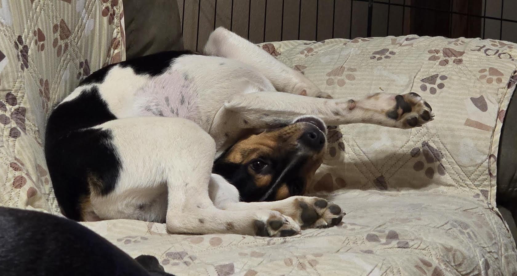 Enlarge Deniza, a Adoptable mixed breed in Fort Collins, CO image 3/6