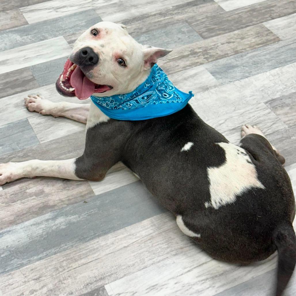 Chop, a Adoptable American Staffordshire Terrier in Lufkin, TX image 1/3