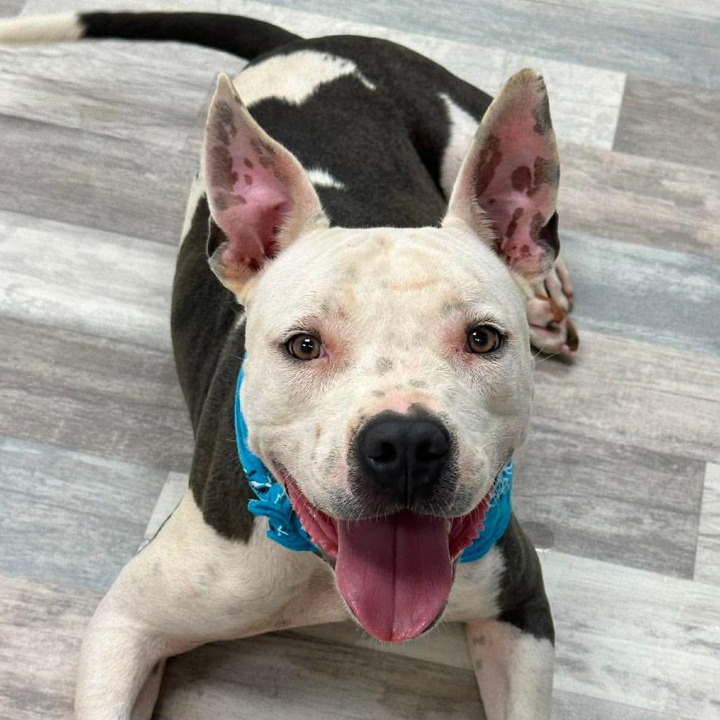 Chop, a Adoptable American Staffordshire Terrier in Lufkin, TX image 2/3