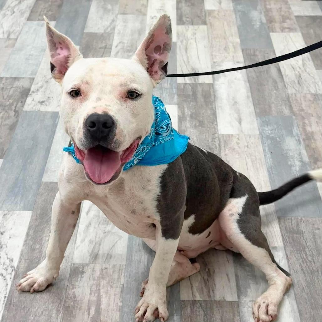 Chop, a Adoptable American Staffordshire Terrier in Lufkin, TX image 3/3