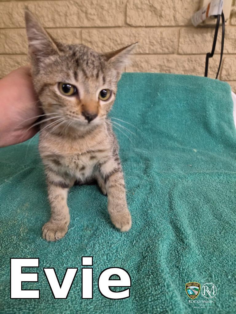 Evie, Adoptable, Kitten Female Domestic Short Hair.