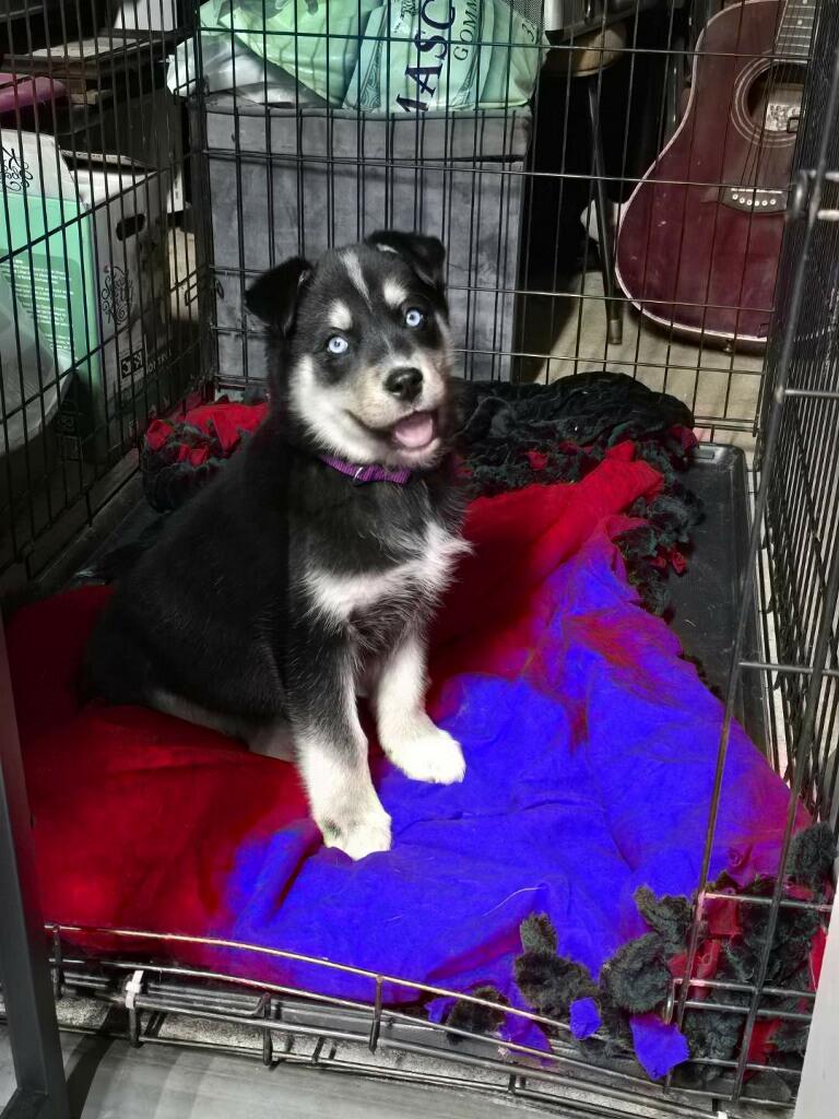 Enlarge Aspen, an adopted mixed breed in Big Rapids, MI image 1/2