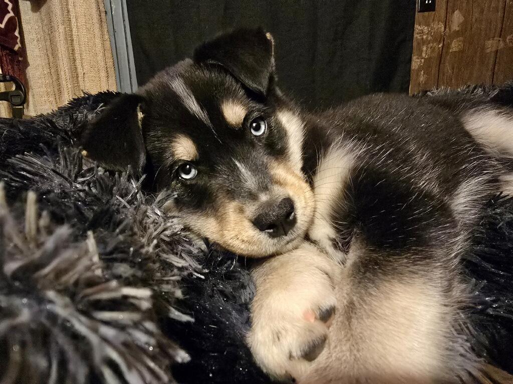 Enlarge Aspen, an adopted mixed breed in Big Rapids, MI image 2/2