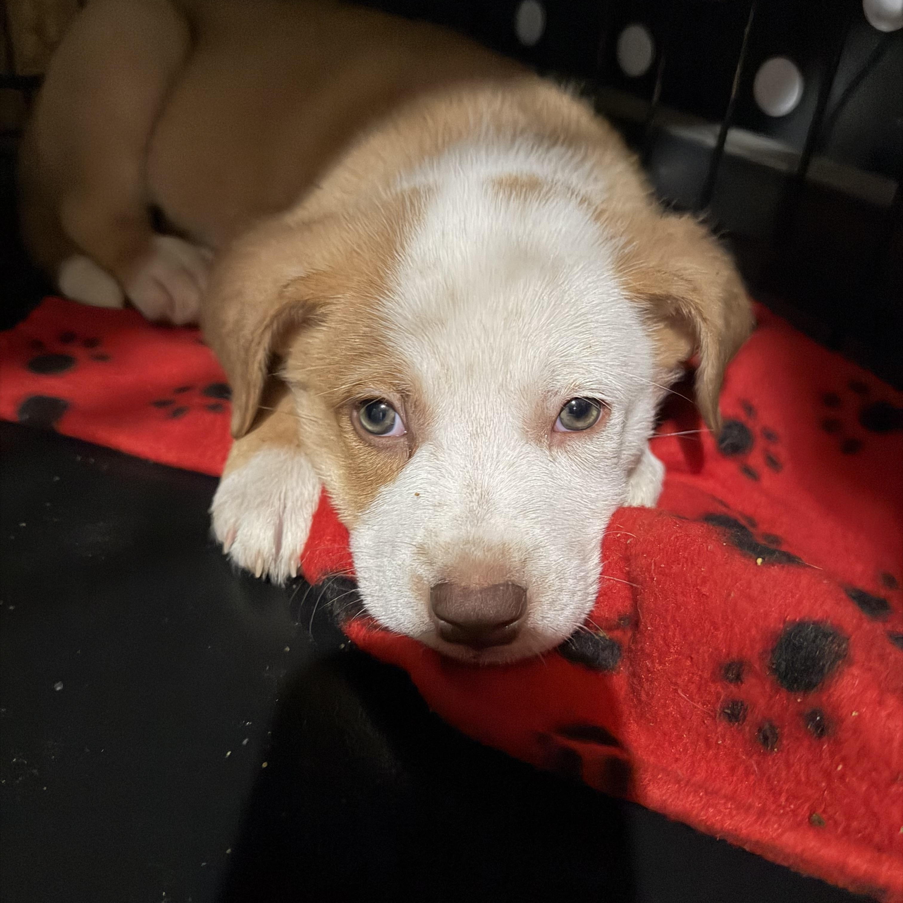 Scrappy, adopted, Puppy Male Border Collie & Pit Bull Terrier.