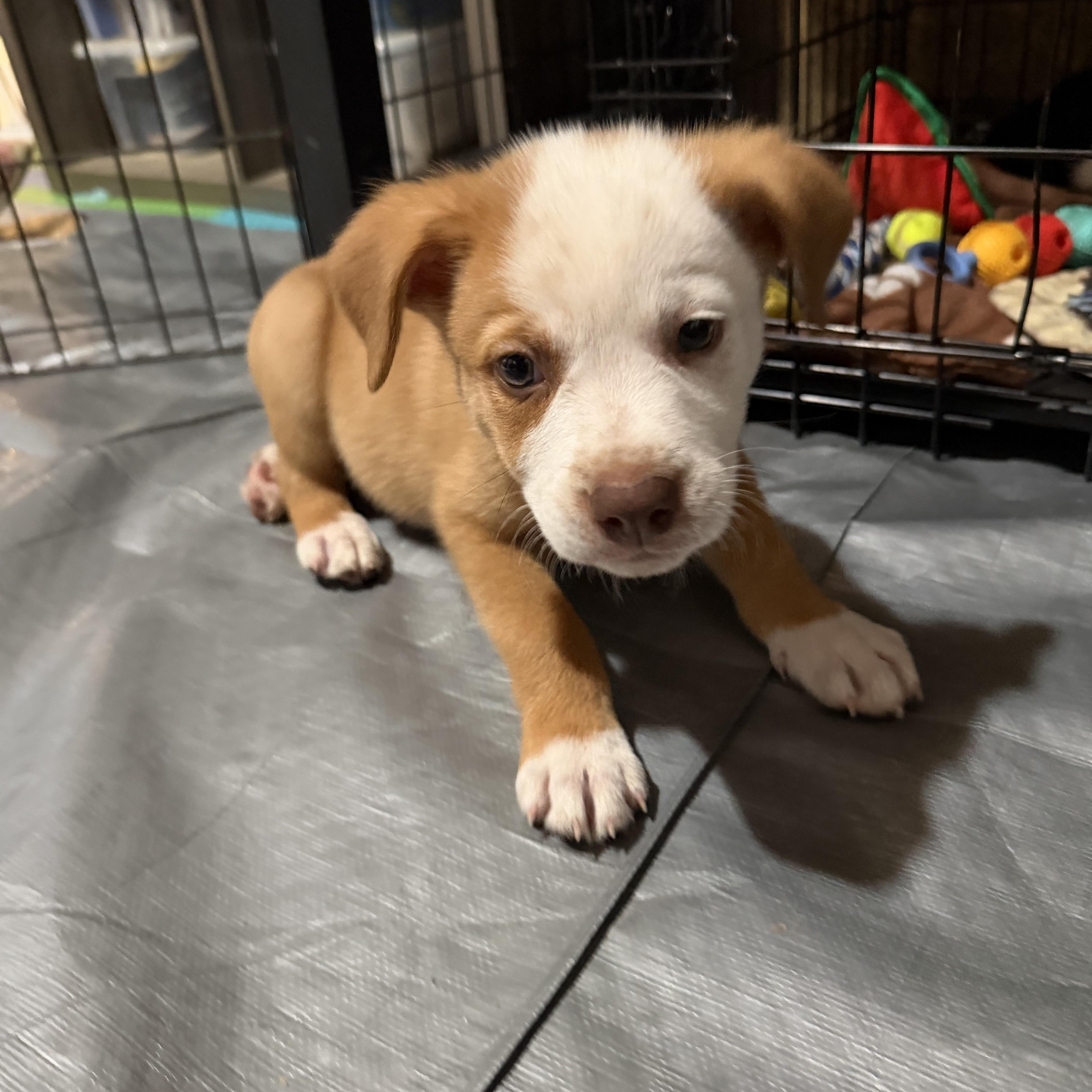 Enlarge Scrappy, an adopted mixed breed in Concord, CA image 3/3