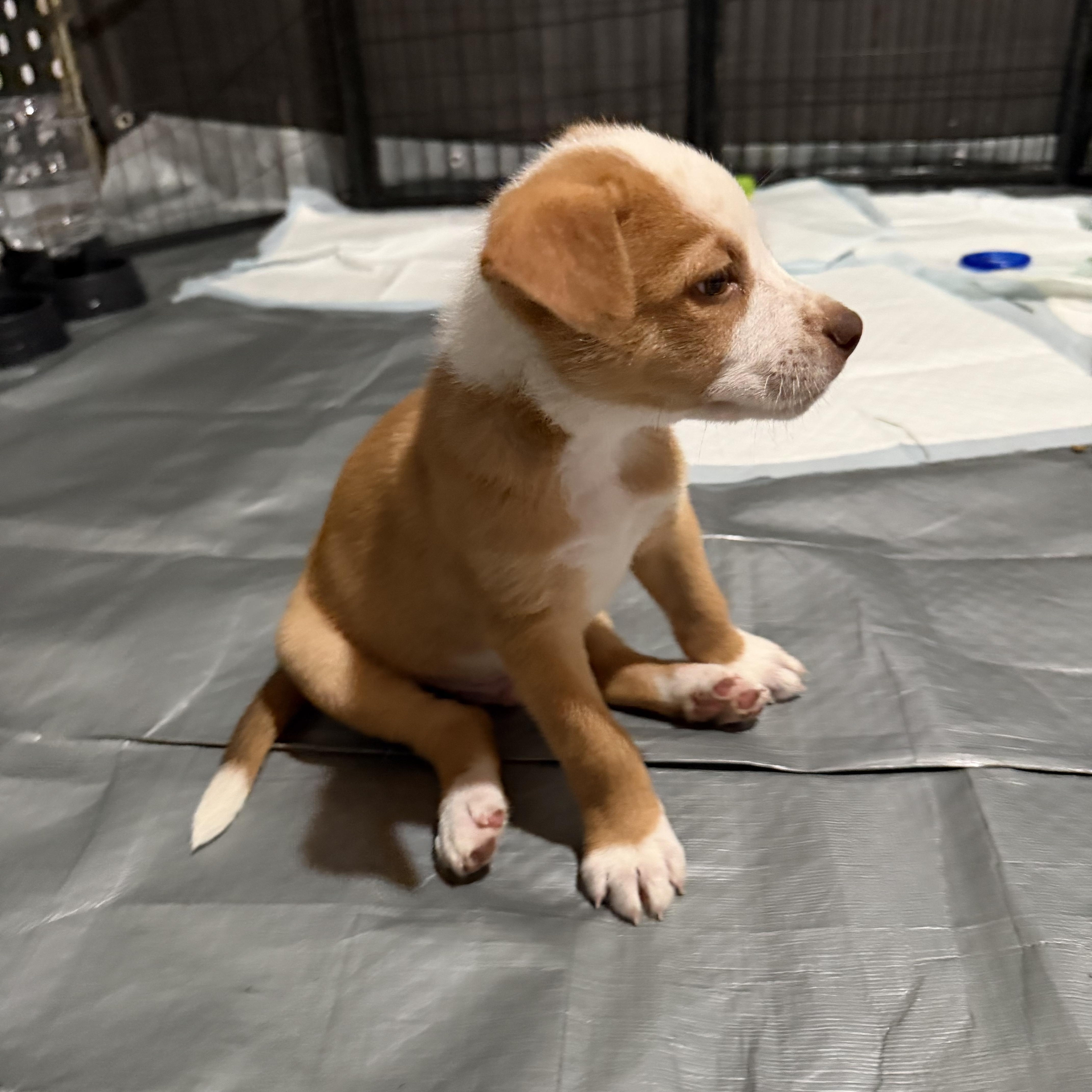 Enlarge Scrappy, an adopted mixed breed in Concord, CA image 2/3